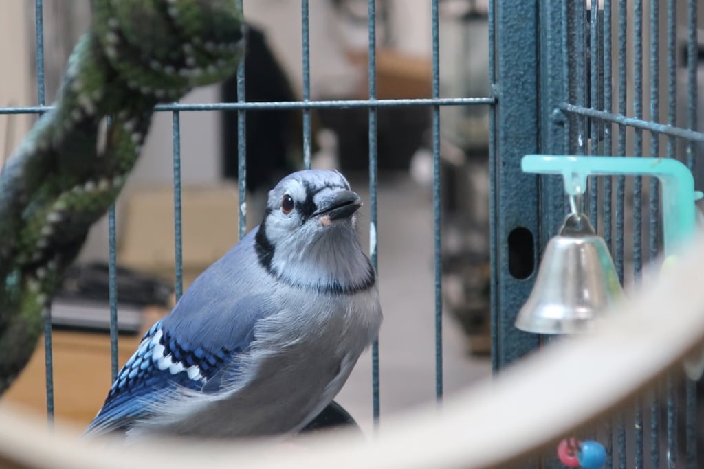 Lady J rescued Blue Jay at Wild Center Behind the Scenes NY