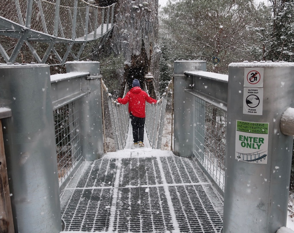 WILD Center Wild Walk in Snowfall Tupper Lake NY