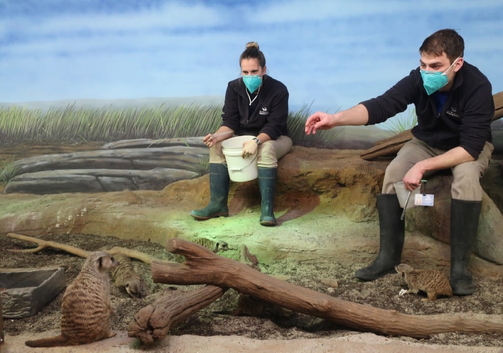 Staff feeding crickets to meerkats at Norwalk Maritime Aquarium CT