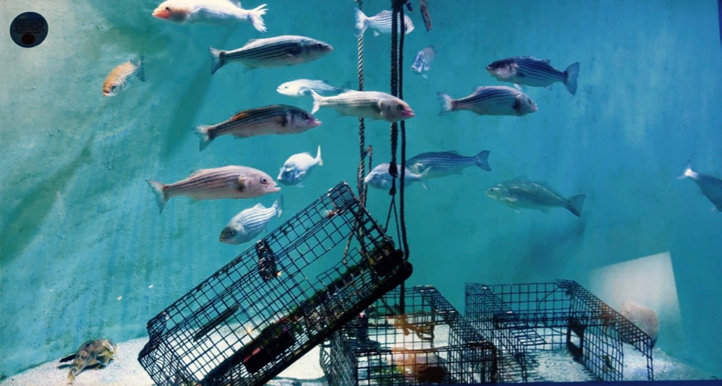 Long Island Sound fish at Maritime Aquarium Norwalk CT