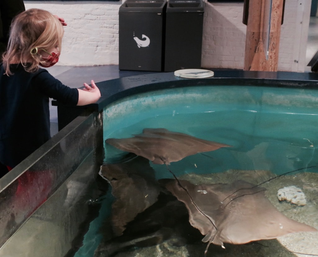 Touch a sea ray at Maritime Aquarium Norwalk CT