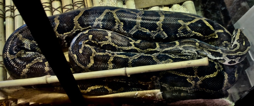 Frankie the 10 ft. python Heron Nature Center Kiawah Island