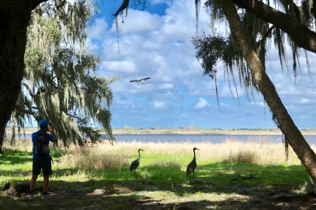 Birds airplane Spanish Moss at Myakka SP Sarasota