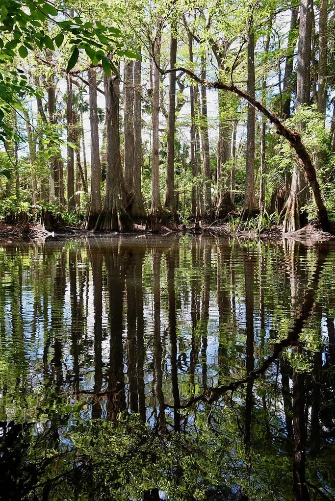 Reflections of cypress trees on Loxahatchee River in Jupiter Florida