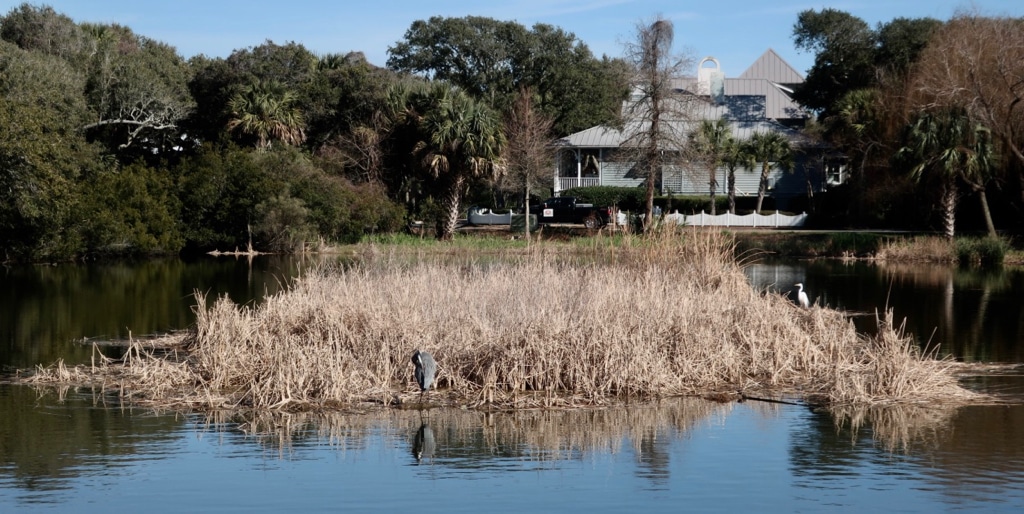 Bird Watching, One of the best things to do on Kiawah Island SC
