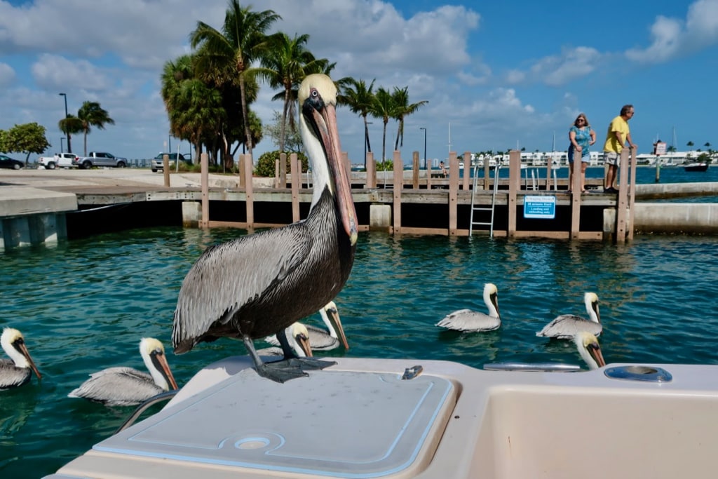Pelican waits at fishing dock off Singer Island FL