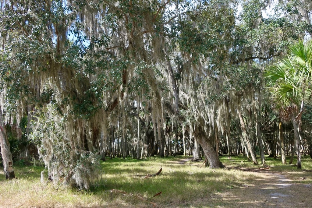 Spanish Moss trees Myakka River SP FL