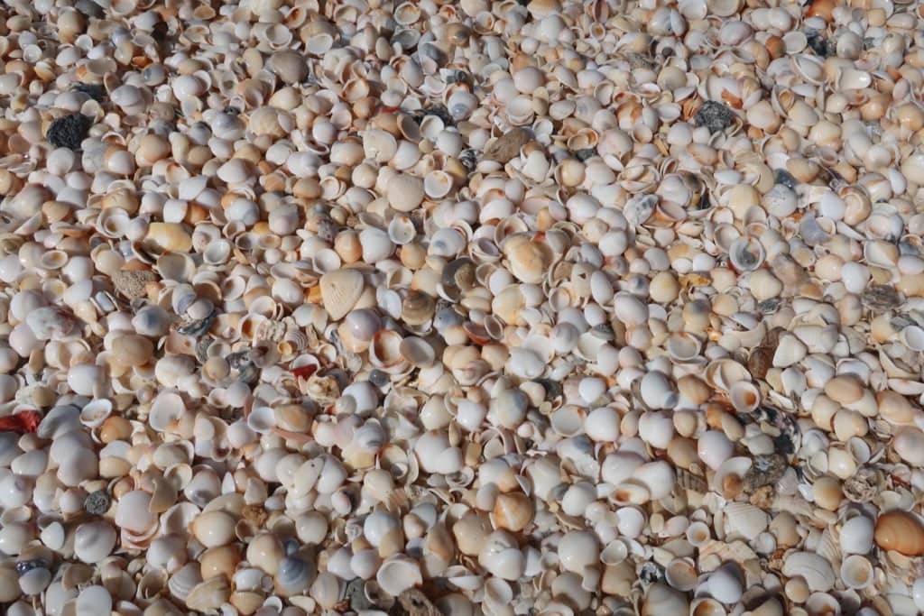 Thousands of shells on Singer Island beach 
