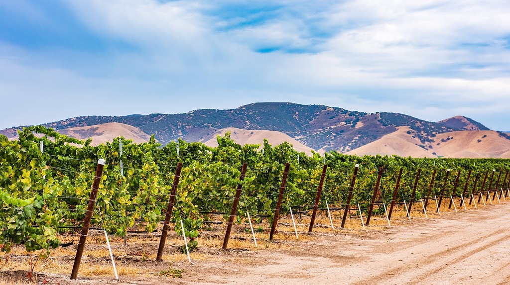 California vineyard