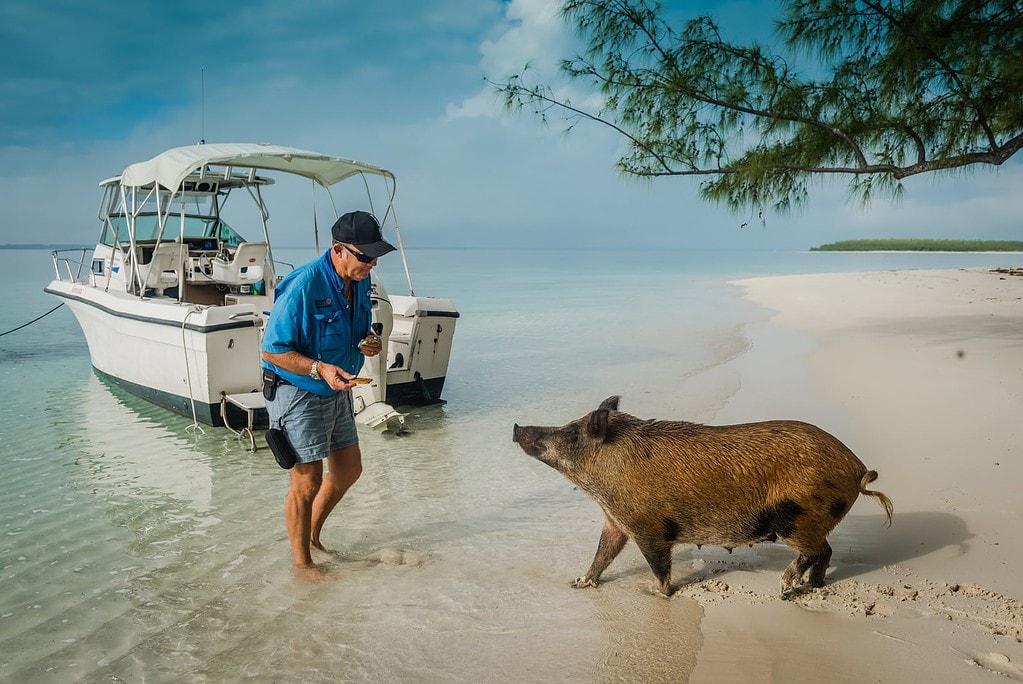 Stafford Patterson feeds pigs at No Name Caye