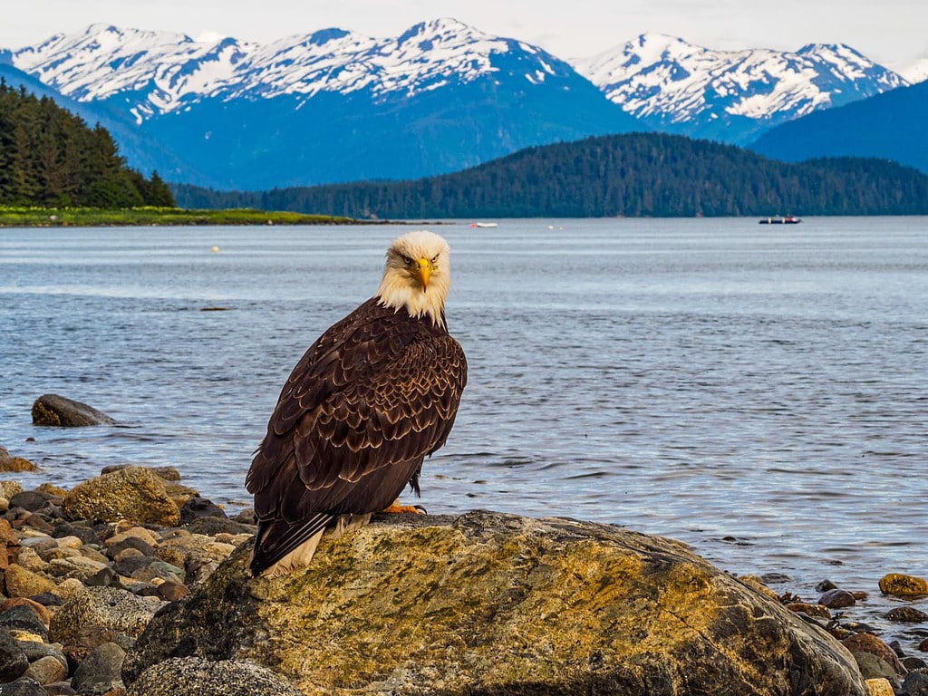 Bald eagle