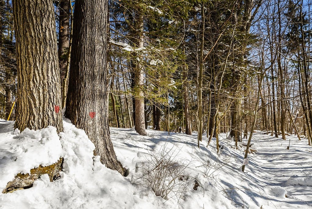 sweetheart trail markers along the nature trails.