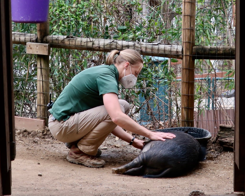 Ferociously dedicated animal caregivers at Mill Mountain Zoo Roanoke VA