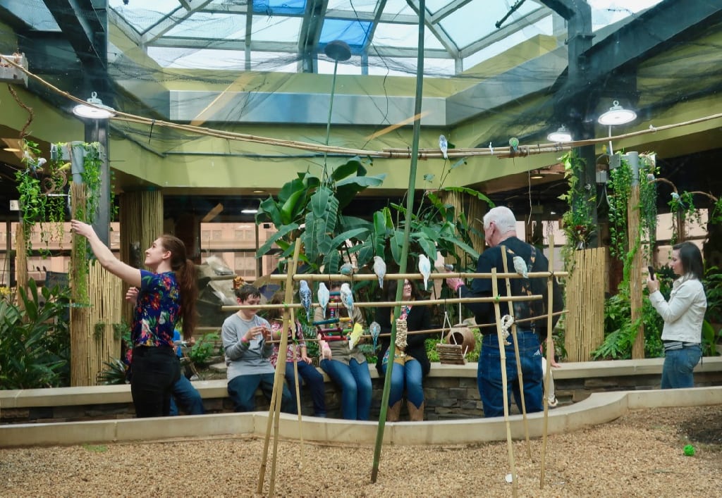 Parakeet Garden at Center in the Square Science Center Roanoke VA