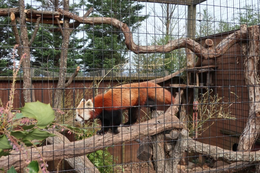 Red Panda Mill Mountain Zoo Roanoke VA