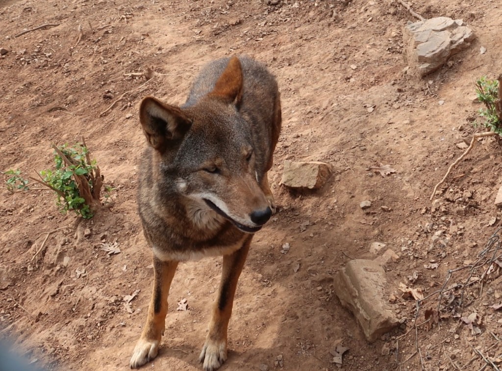 Endangered Red Wolf Mill Mountain Zoo Roanoke VA