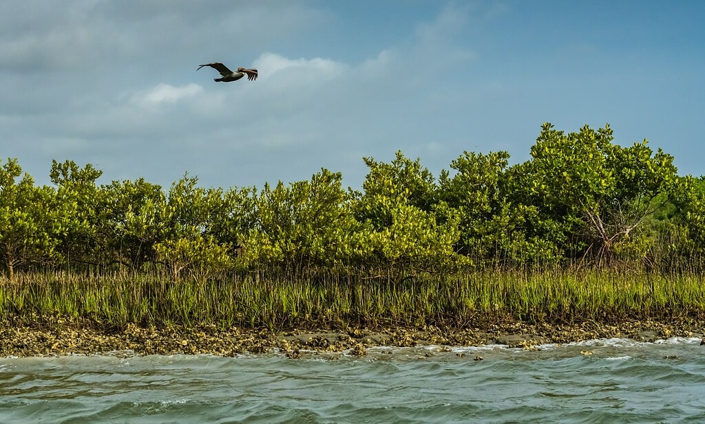 Bird flying along waters edge in Matanzas Bay