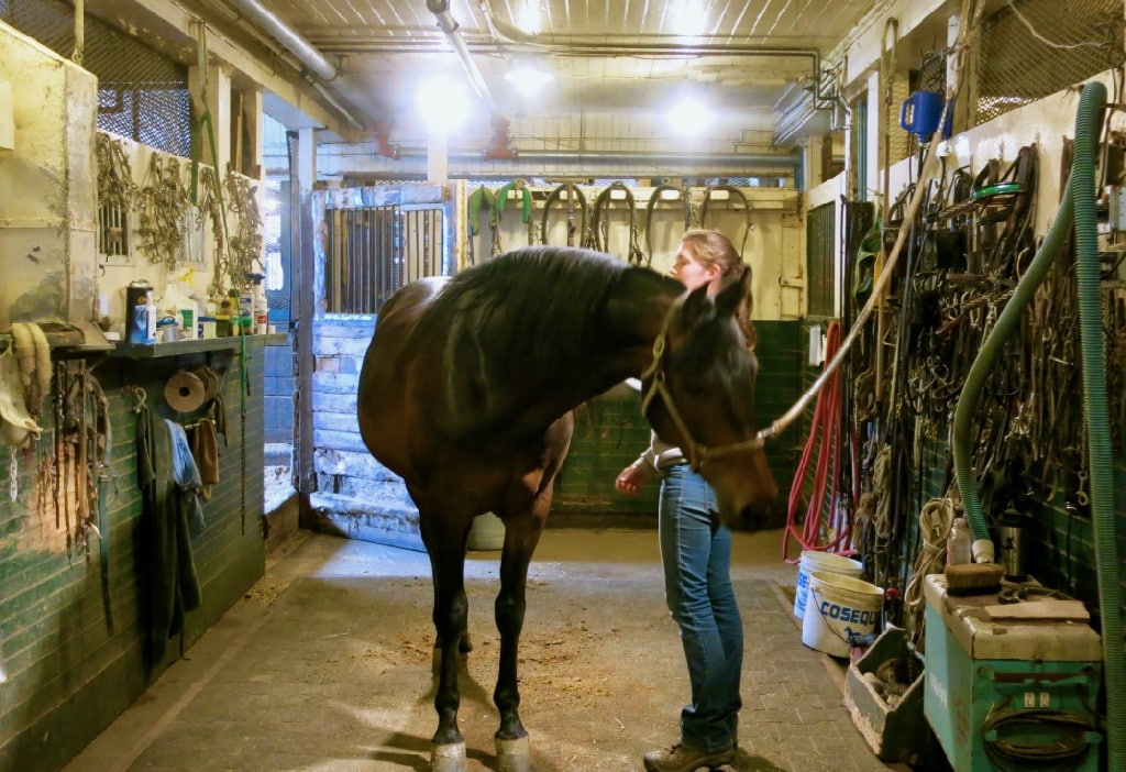 Morgan Horse Farm Burlington VT