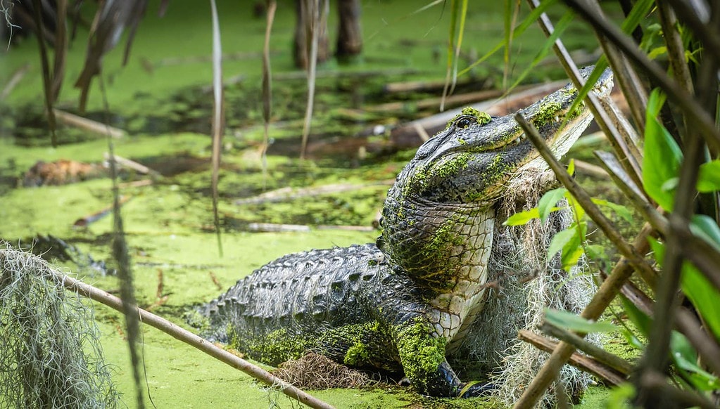 Alligator at Palm Island Park Boardwalk