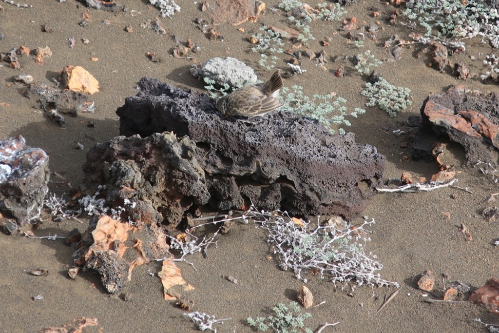 Darwins Finch foraging for food on lava rock in Galapagos