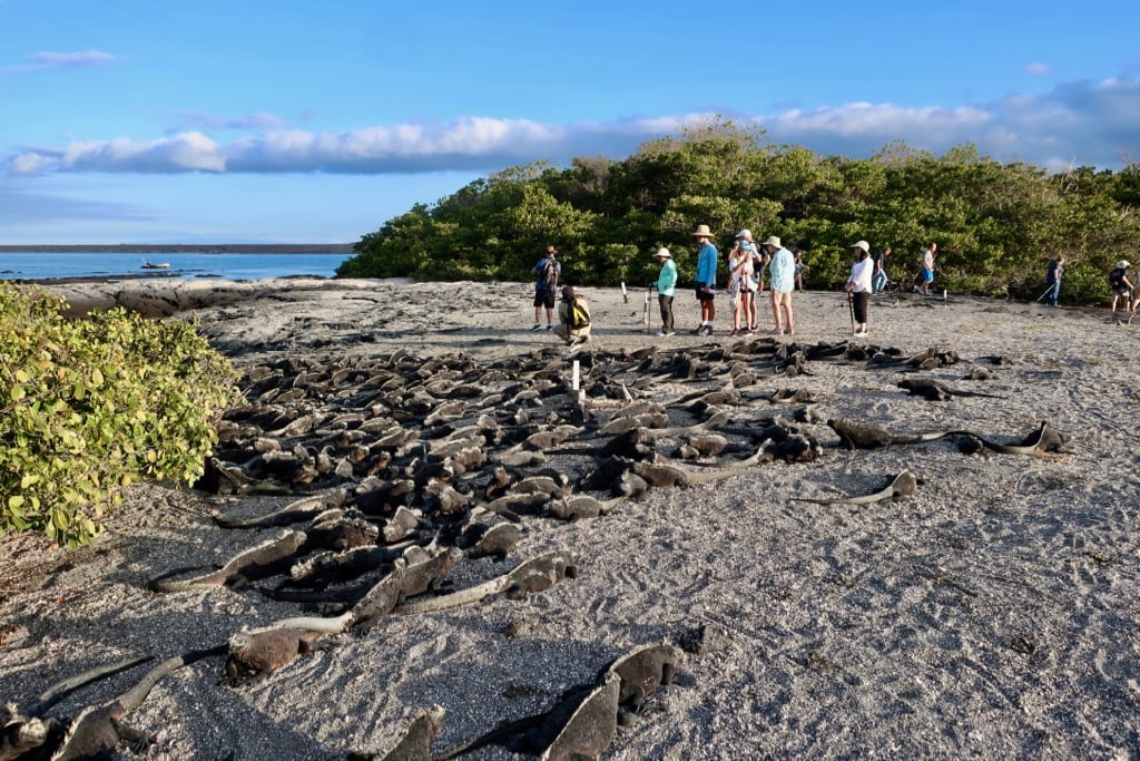 Black Iguanas massing on lava rocks in Galapagos Islands