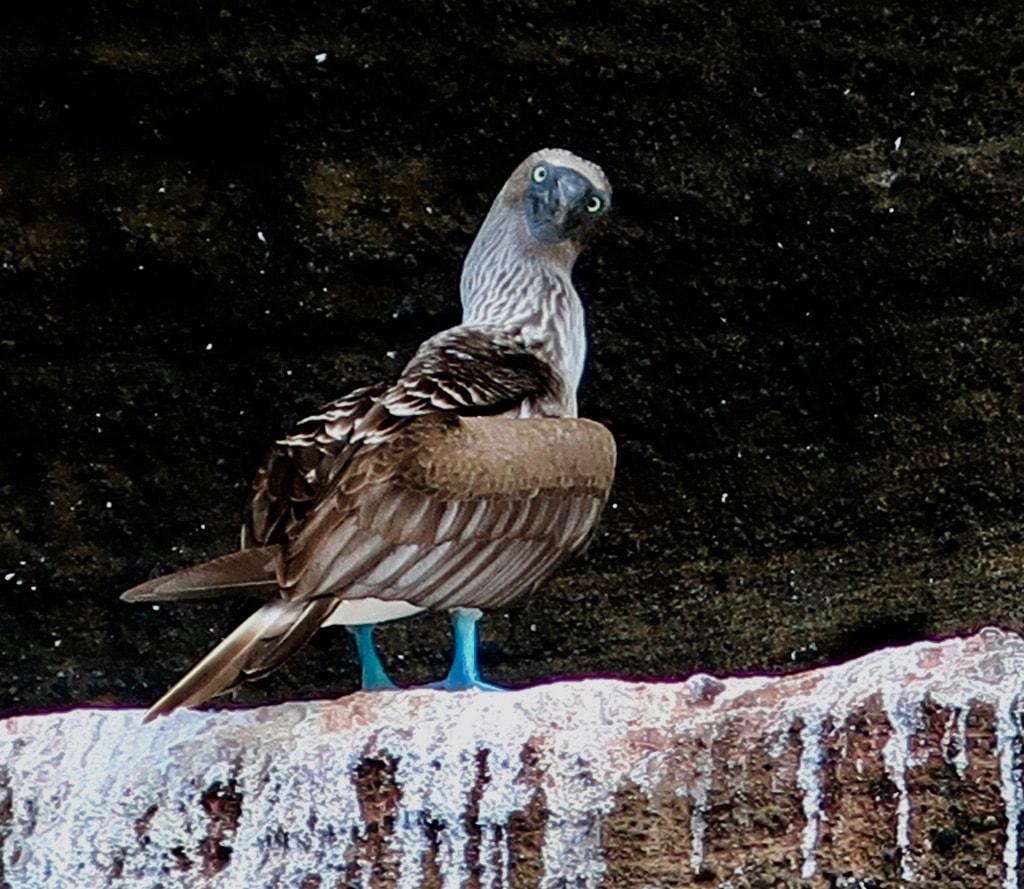 Surprised looking Blue Footed Booby in Galapagos