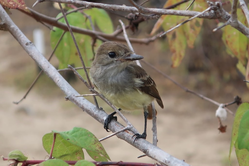 Darwin Finch endemic to the Galapagos