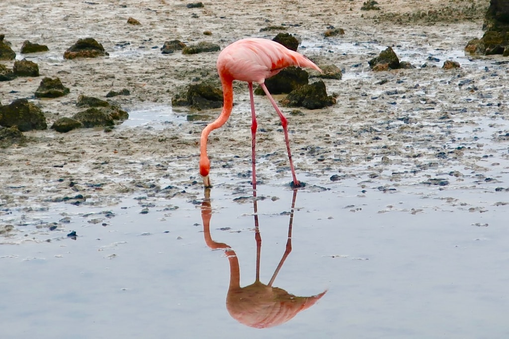 Flamingo dining in mudflat on Santa Cruz Island Galapagos
