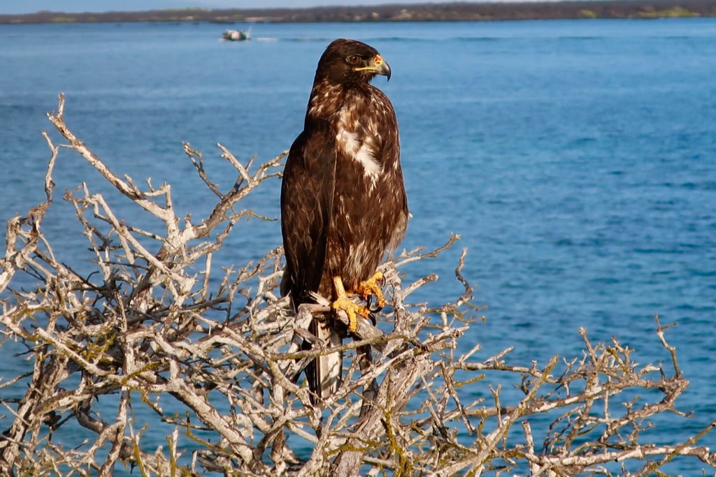 Galapagos Hawk on Fernandina Island Galapagos
