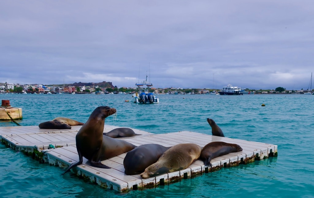 Galapagos sea lions on harbor platform in San Cristobal 