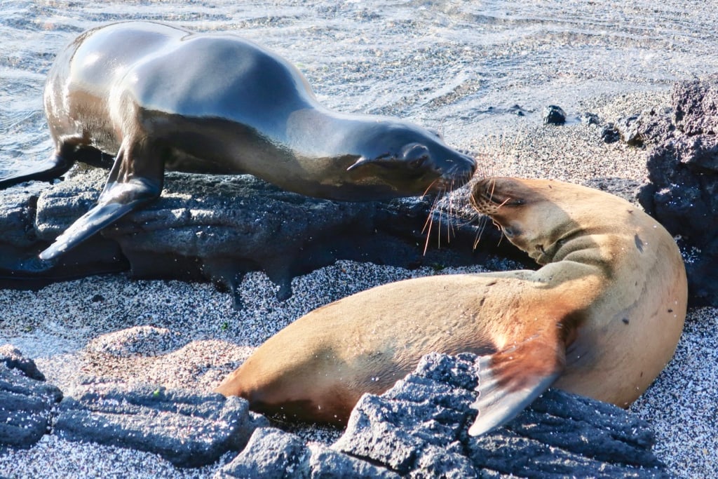 Galapagos Sea Lions can wait as long as 2 weeks for Mom to come back from fishing expedition
