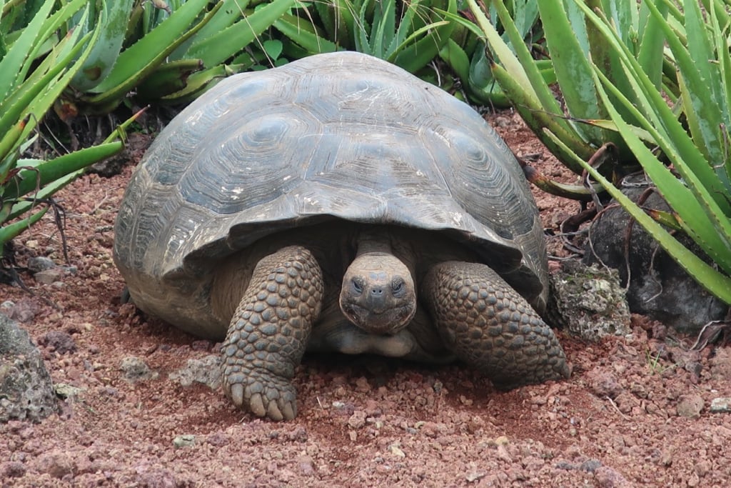 Giant Tortoises roam the 40 acres of Montemar Preserve in Highlands Santa Cruz Island Galapagos