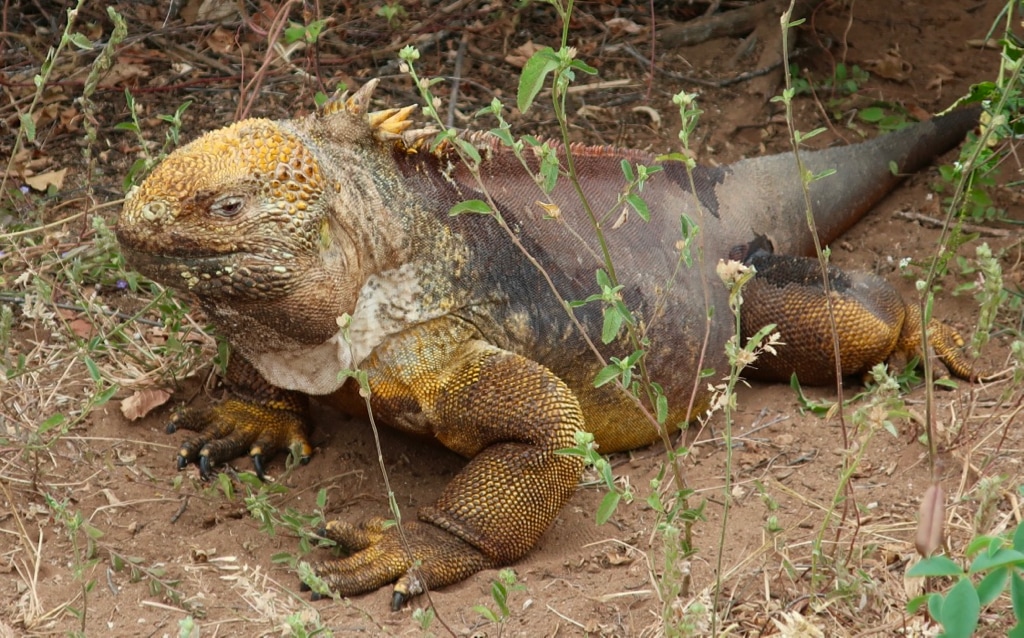 Galapagos Land Iguana at Cerro Dragon Santa Cruz Island