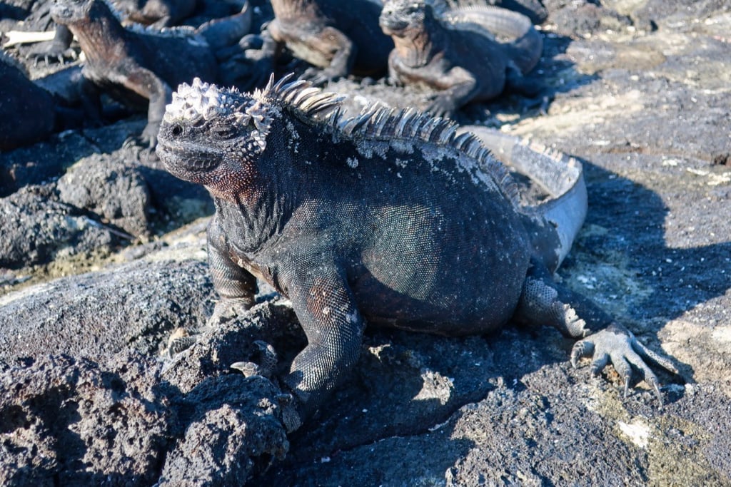 Marine Iguana in the Galapagos