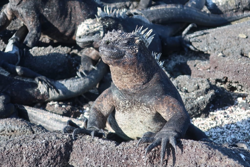 Marine Iguana taking in the sun in Galapagos Islands