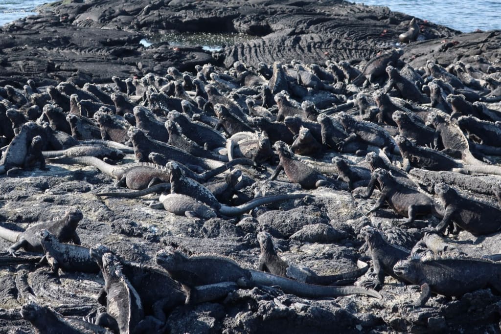 Black Marine Iguanas crowd a patch of black lava on Fernandina Island Galapagos