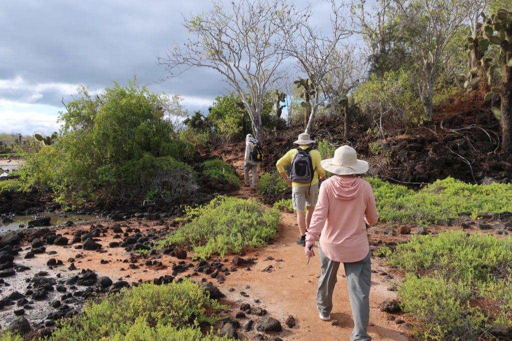 Prickly Pear Cactus Trees line a path to Cerro Dragon on Santa Cruz Island