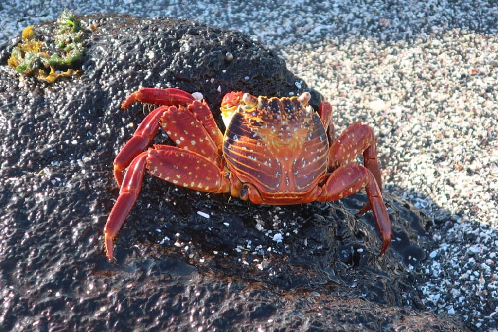 Sally Lightfoot Crab in Galapagos