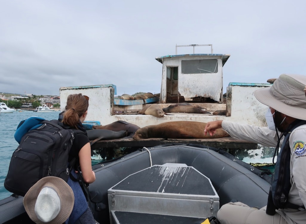 Sea lions on an abandoned boat anchored in San Cristobal Island Galapagos