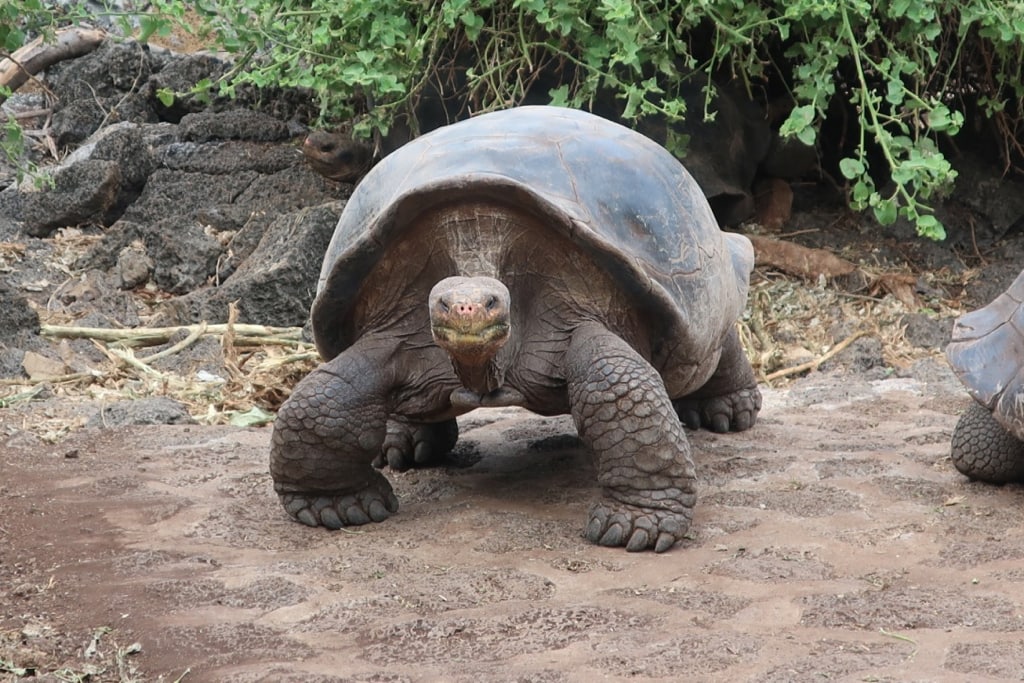 Bold giant tortoise at Breeding Center Santa Cruz Galapagos