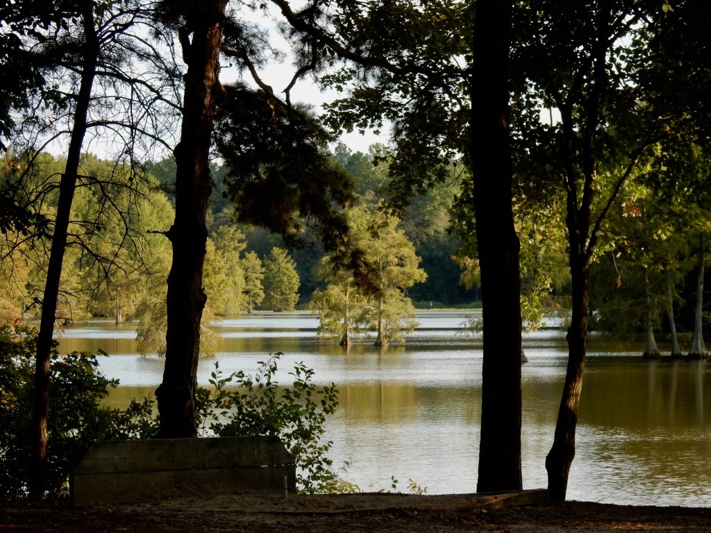 Trap Pond State Park Delaware