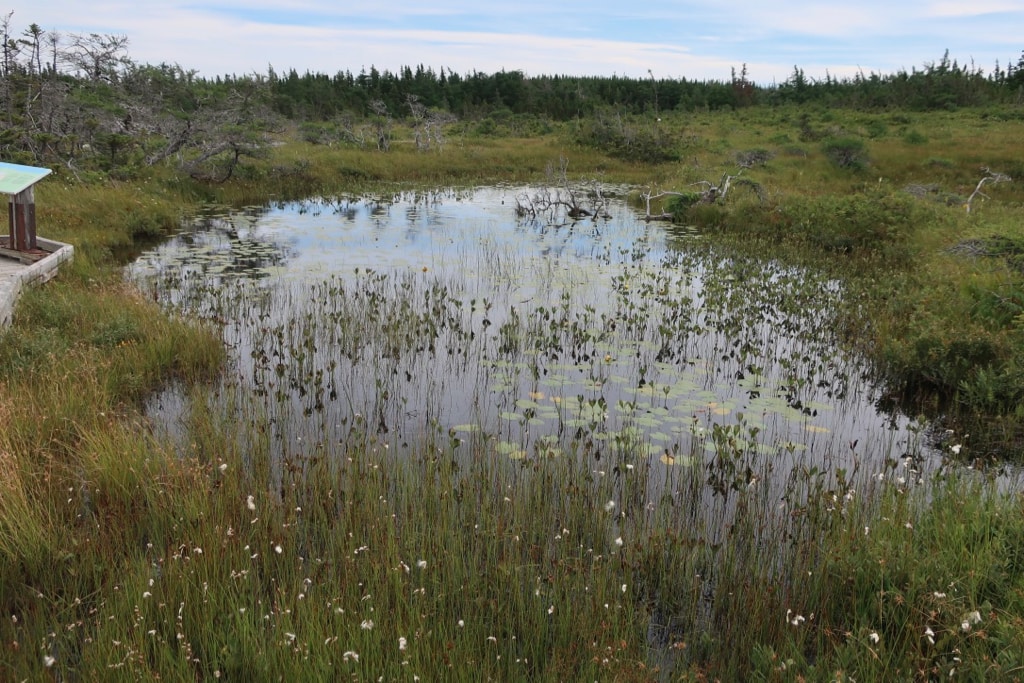 Bog Trail on Cabot Trail NS