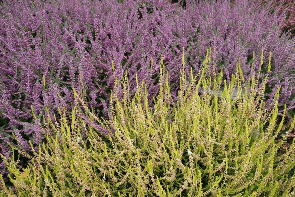 Heather plants at Annapolis Royal NS Heritage Gardens