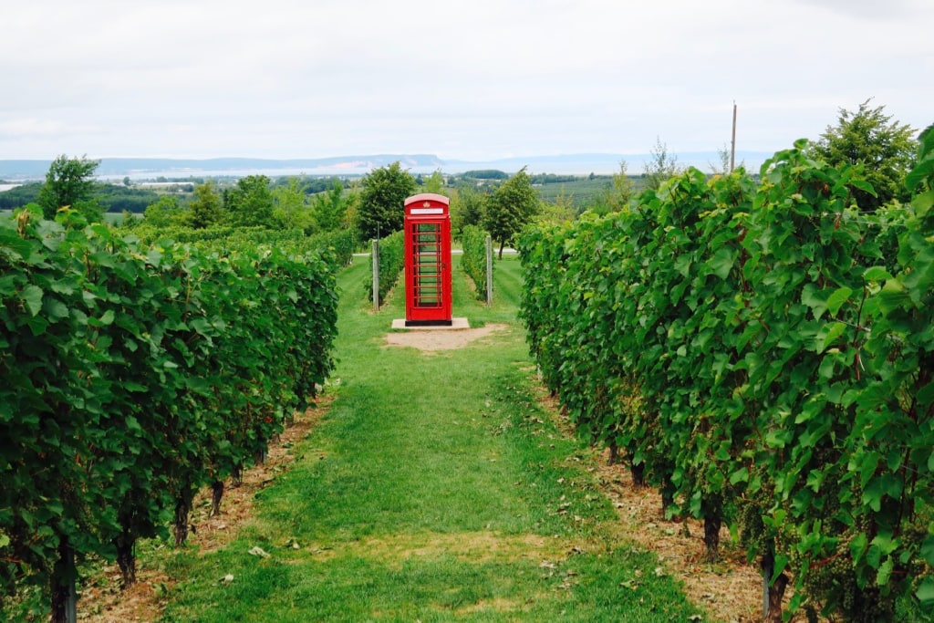 Luckett Vineyards English Phone Box in vines