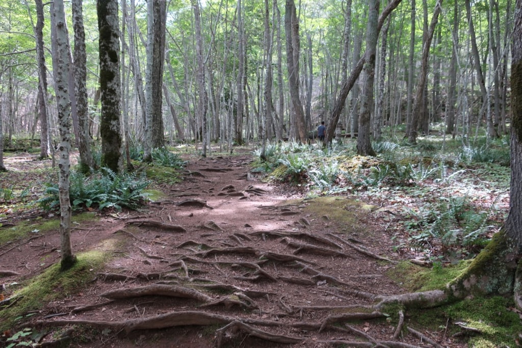 MacIntosh Brook Trail with lots of tree roots Cabot Trail NS