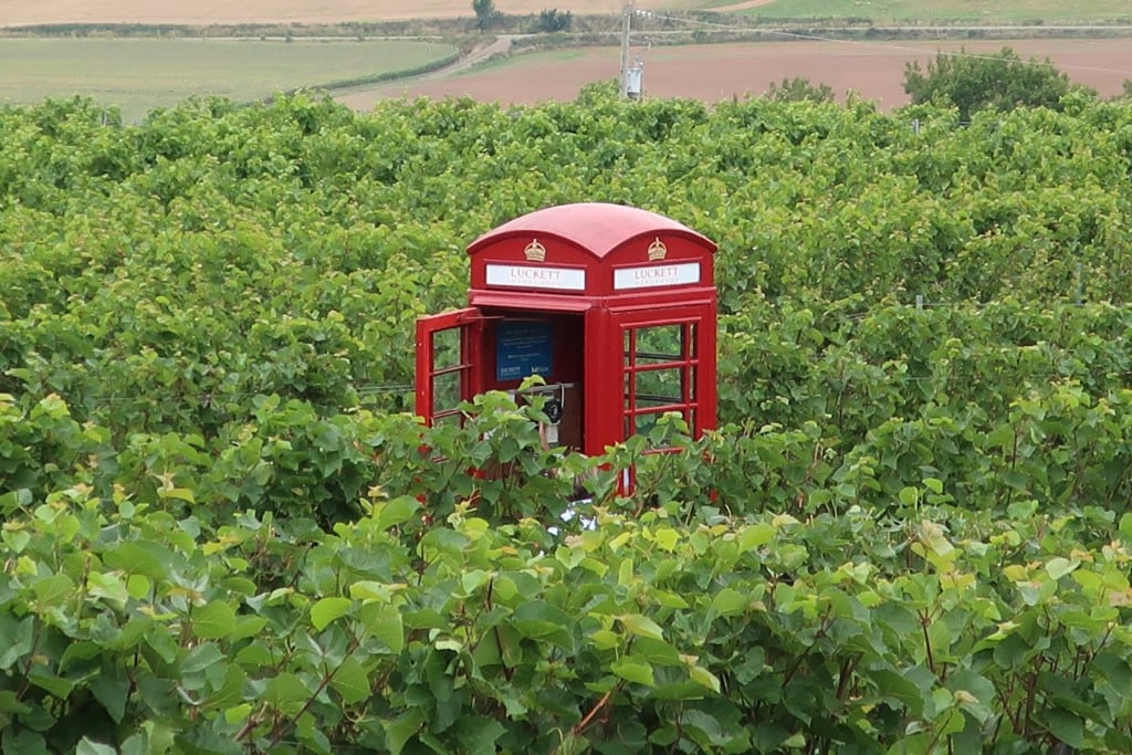 British Phone Booth peaking out from Nova Scotia vineyard Luckett Vineyard