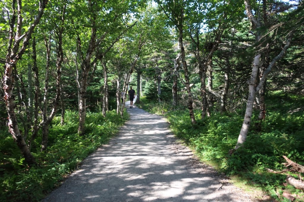 Start of the Skyine Trail is wooded Cabot Trail NS