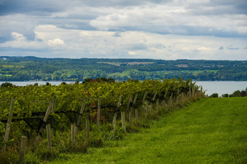 Long Point Vineyard on Cayuga Lake