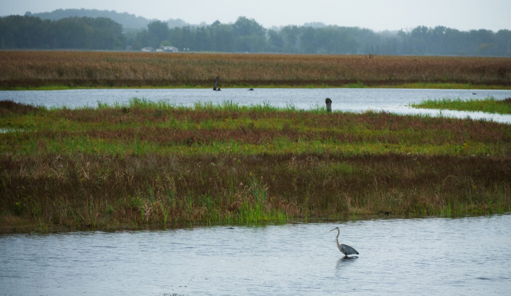 Water bird at Montezuma NWR