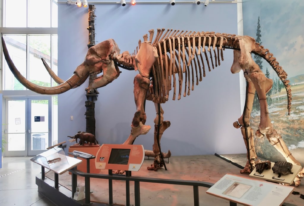 Mastodon skeleton found in Hyde Park NY at Museum of the Earth Ithaca NY